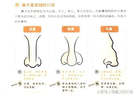 龍鼻面相|【龍鼻面相】面相解析何為龍鼻 